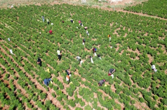 Şanlıurfa'da güneşli günlerin sonu: