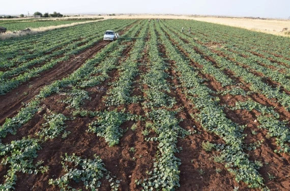 Dışı karpuz, içi kavun, tadı salatalık
