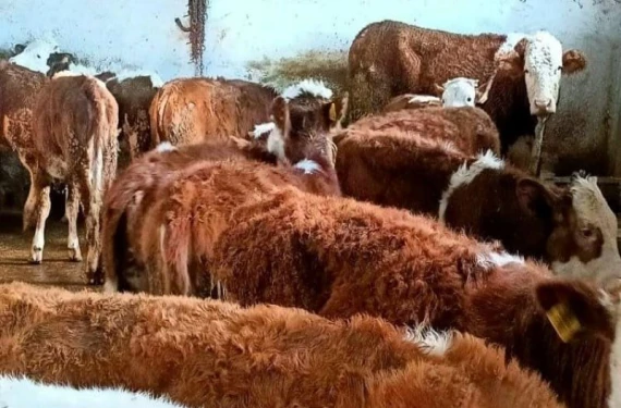 Bir ilçede kurban satışı yasaklandı