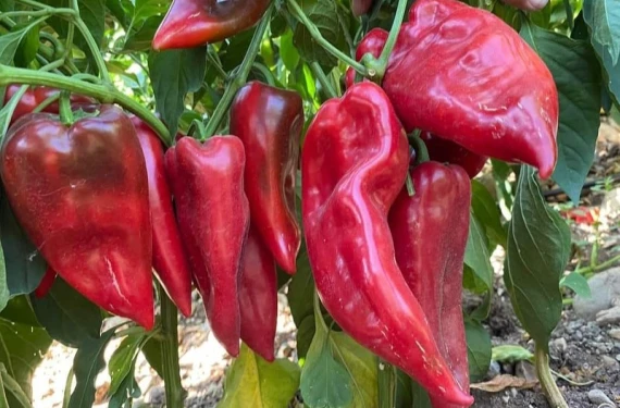 Kapya biberi