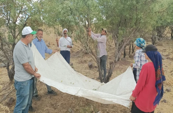 Ürün alınmaya başlandı