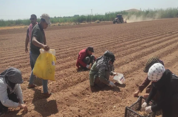 Şanlıurfa'da yetiştirilecek