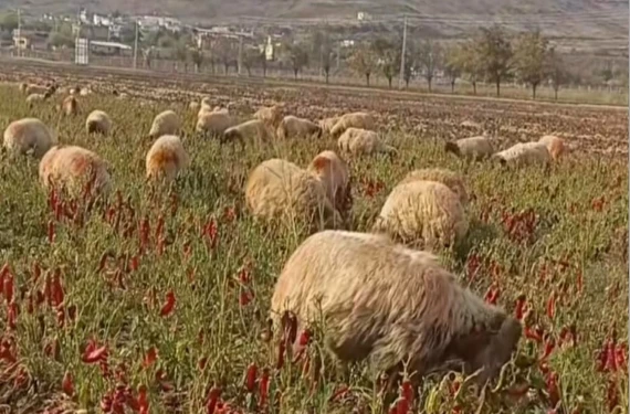 Hayvanlara yem oldu
