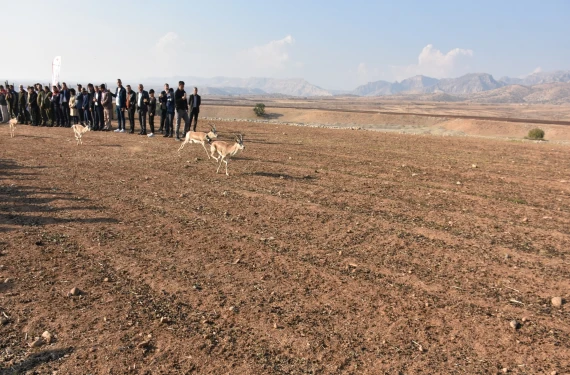 Cudi Dağı’nda doğaya salındı