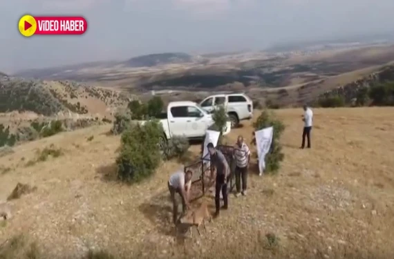 Şanlıurfa’da tedavi edildi