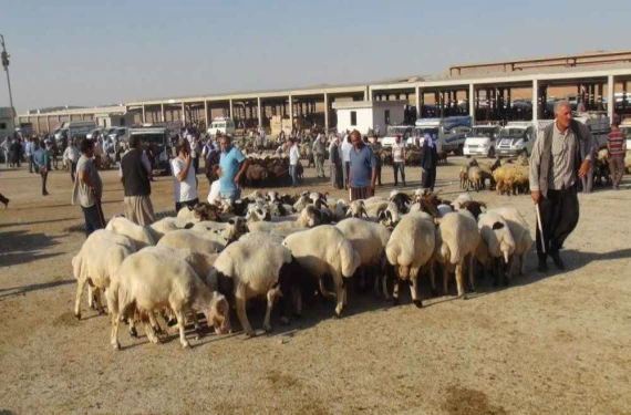 Şanlıurfa’da görenler hem şaşırdı hem  gülümsedi!