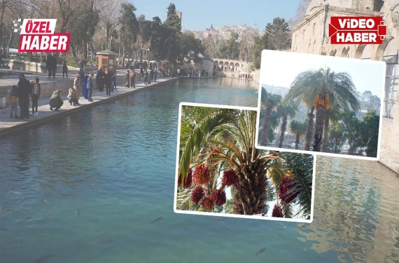 Balıklıgöl’de doğanın sürprizi!