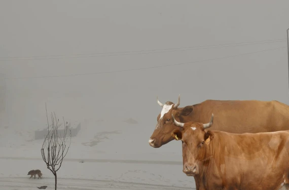 Bölgede çalışma sürüyor