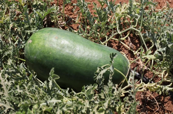 Toplandıktan sonra 5 ay dayanıyor