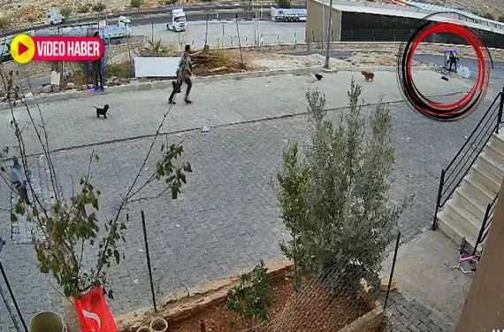 Yavru köpeği taşla öldürdü!
