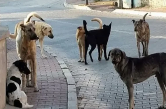 Başıboş köpeklerin saldırısına uğrayan adam yaralandı!