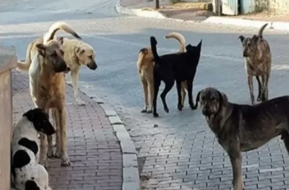 9 yaşında çocuk ağır yaralandı