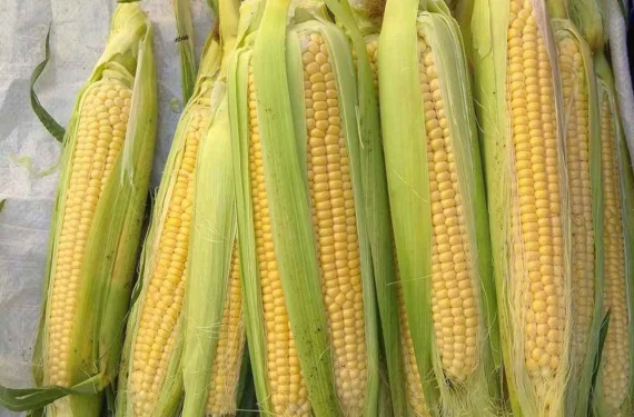 Mısırda vergide sıfır tolerans!