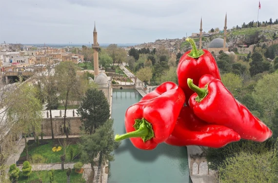 İşte acı biberin sağlık sırları