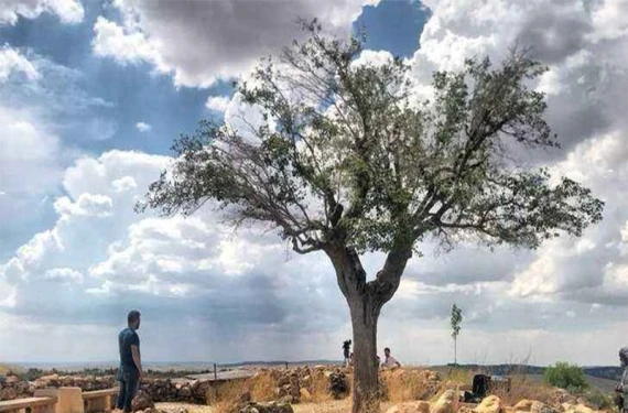 Göbeklitepe'deki ağacın gizemi