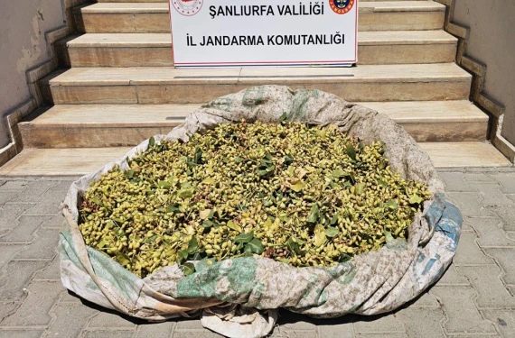 Fıstık ağaçlarını hedef aldılar