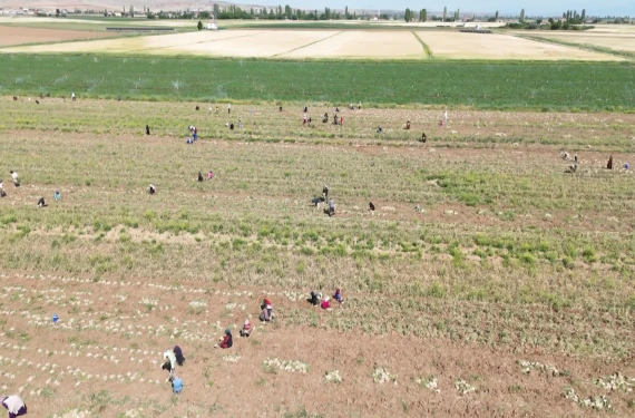 Yüksek rekolte bekleniyor