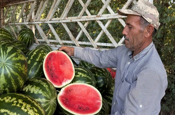 Suruç Ovası'nda ilk hasat yapıldı!