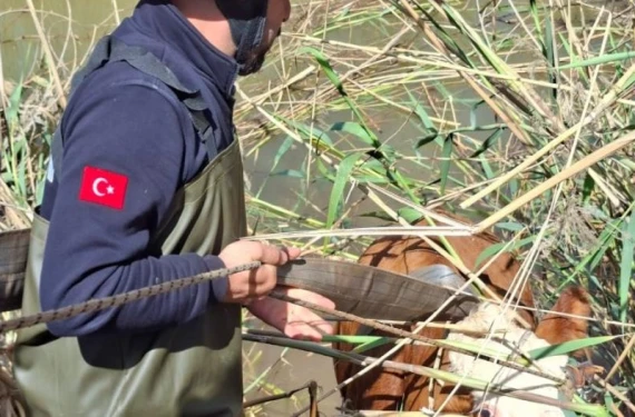Şanlıurfa'da inekler kanala düştü!