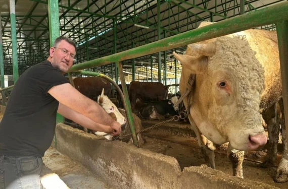 Tonluk boğayı 400 bin liraya sattı!