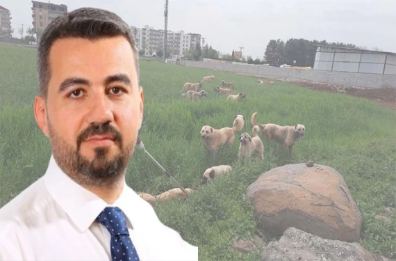 Şanlıurfa da sokak köpekleri krizi