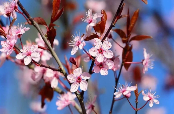 24 Mart 2024 Şanlıurfa güncel hava durumu raporu!