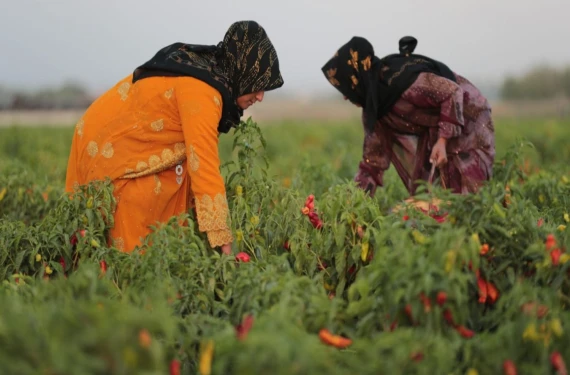 Masrafsız verimi 3'e katlayan doğal yöntem