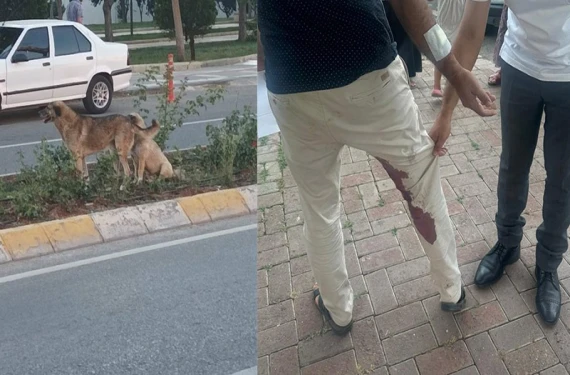 Köpekler kuduz çıktı…