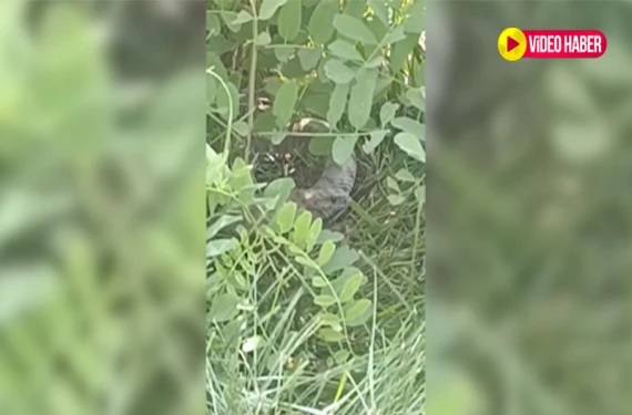 Bakın bu kez nerede görüldü!