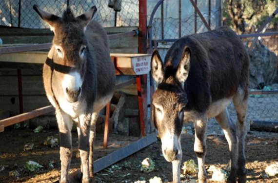 Yıllardır sokak sokak geziyorlardı!