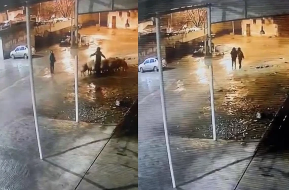 Gece ahıra girip 19 koyunu çaldılar