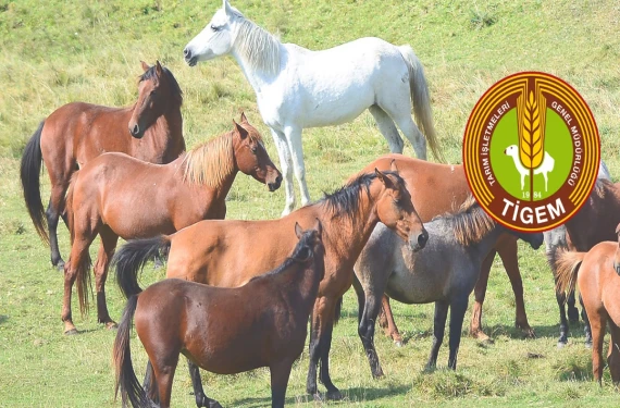 26 safkan Arap tayı satışa çıkıyor