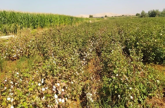 Şanlıurfa’da ekipler sahada