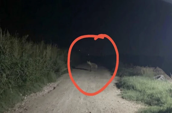 İşte böyle görüntülendi