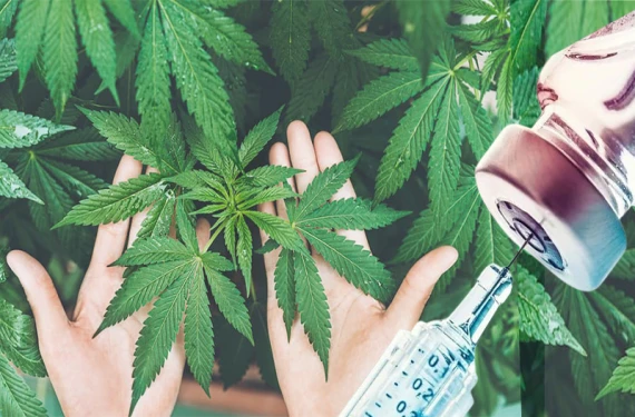 Eczanelerde tıbbi kenevir satılacak