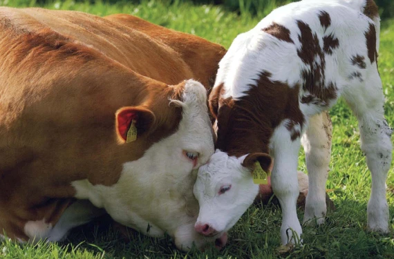 89 milyon TL ödeme yapılacak!