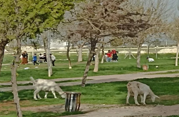 Çocuk parkında hayvanlar otlanıyor