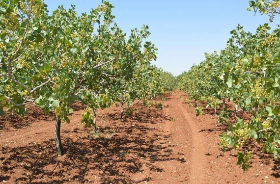 Hibe desteği ile dağıtılacak