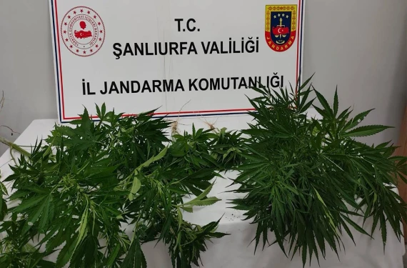 20 kök kenevir imha edildi