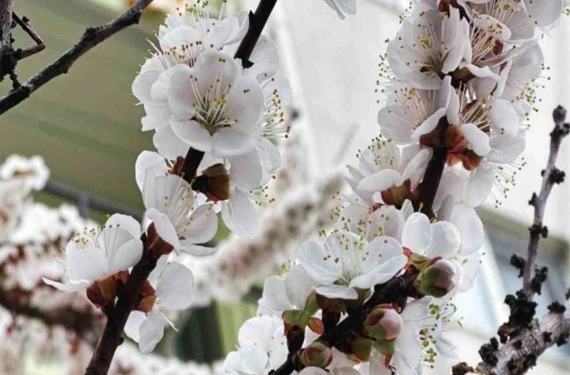 Bakan Yumaklı duyurdu!