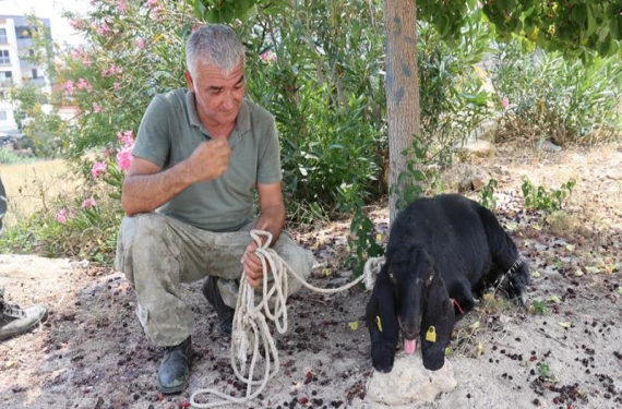Kurbanlık keçi yakalandı