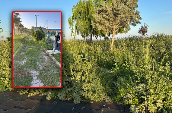Bakımsızlıktan ot ve dikenler insan boyuna ulaştı