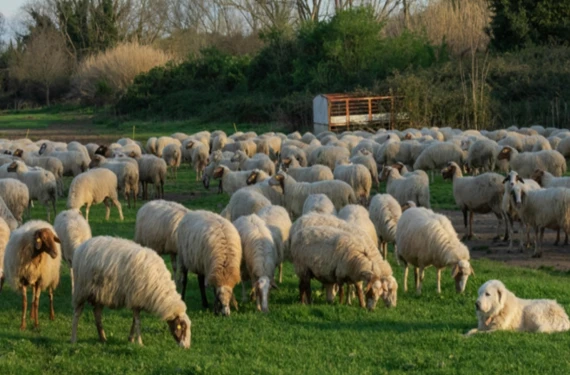 Şanlıurfalı besiciler dikkat:
