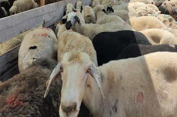 12 bin kilometre uzaklıktan yüz binlercesi geliyor: