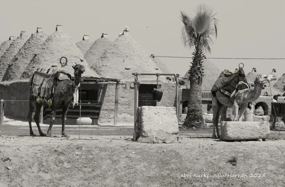 Bir zamanlar Şanlıurfa’nın yükü onlardaydı: