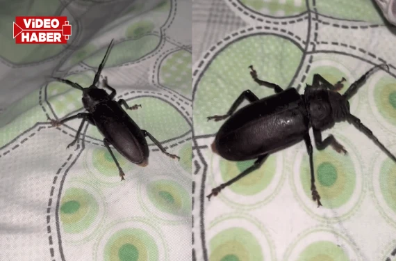 Dev böcekler ortaya çıktı