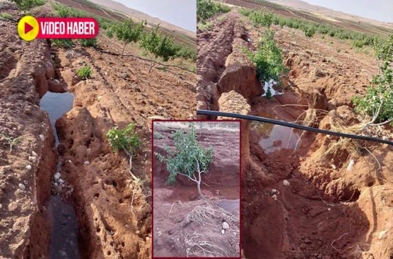 22 dönümlük tarlada ne ağaç ne toprak kaldı
