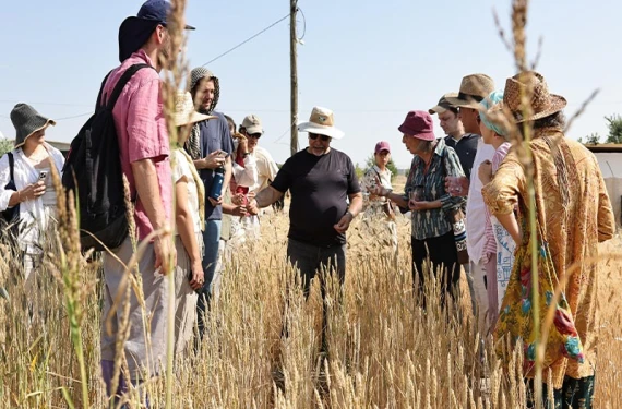 Slow Wheat Urfa 2025