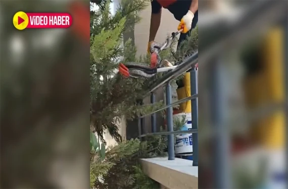 Bakın dev yılan nereden çıktı…