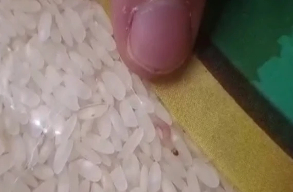 Kurtlu pirinç ele geçirildi